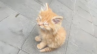 Desperate Kitten Cries in the Middle of the Road Blind and Helpless—Who Will Save It [upl. by Jeno]