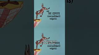 Wile E Coyote’s REAL Name [upl. by Hadley]