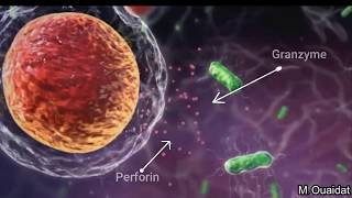 Specific immune response  cell mediated responsecellular immunity [upl. by Kinch]