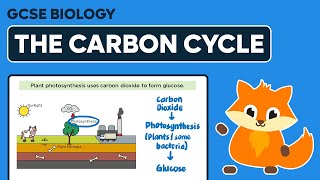 The Carbon Cycle  GCSE Biology [upl. by Adnalra]