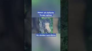 Explorador encuentra un mamut realmamut elefante mamute animals shortsvideo [upl. by Oidiple]