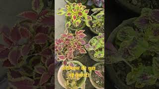 Coleus New Varieties [upl. by Baptiste]