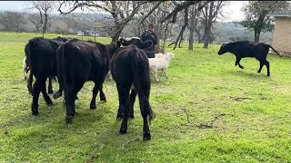 Herding Sheep and Cows Across Vast Distances A Fascinating Journey [upl. by Aivatnuahs]