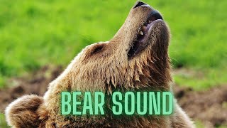 Bear sound effect roar  black bear sounds effects [upl. by Pavlish828]