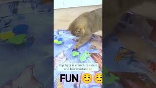 funny cat 😂😂funny shots animals cat babyvideo [upl. by Essa425]