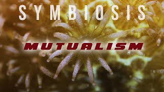 Symbiosis Mutualism [upl. by Ydnec]