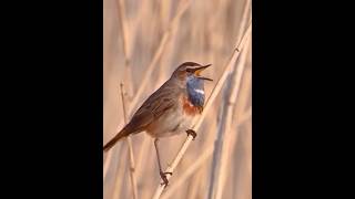 Bluethroat bird singing a beautiful song bluethroatvoice birdsounds nature birdslover birdsongs [upl. by Sanez]