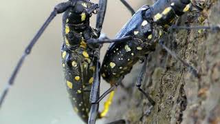 Mating Behaviour of Yellow Spotted Longhorned Beetle in Closeup [upl. by Dasi]