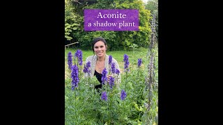 Aconite  A Shadow Plant [upl. by Idram]