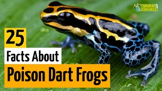 25 Facts About Poison Dart Frogs 🐸  Learn All About Poison Frogs  Animals for Kids  Educational [upl. by Nerw162]