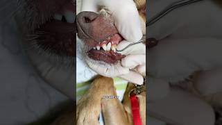 How Cleaning Your Dogs Teeth Could SAVE Its LIFE 🐶🦷 [upl. by Roswald]