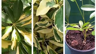 Como plantar chefleraschefflera de forma simples e Eficazassim [upl. by Etnoek]