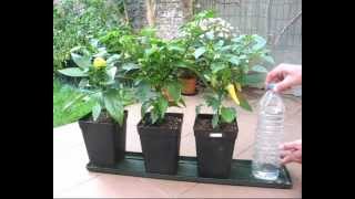 DIY self watering system for pot plants part1 Hydroponics basic [upl. by Mayor489]