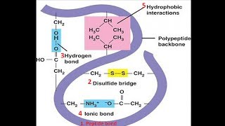 Bonds in Protein Structure  Biomolecules  Biochemistry biologyexams4u [upl. by Ellasal526]