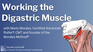 Manual Therapy for the Digastric Muscles [upl. by Sdlonyer288]