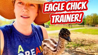 Training Baby Eagles and Emus A Preschoolers Amazing Techniques [upl. by Eniotna280]