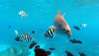 Swimming With The Hawaiian Fishes  Diving Kealakekua Bay Captain Cook Monument Hawaii [upl. by Ynotna]