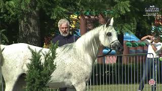 Bialka 2024 2nd Polish Classic Show Class 3B [upl. by Cletus]