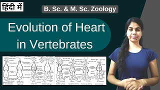 Evolution of Heart in Vertebrates  In Hindi  B Sc amp M Sc  Zoology [upl. by Anivlis]