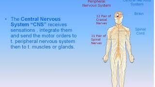 17 Nervous System 1 Divisions of Nervous System Anatomy Intro Dr Ahmed Kamal [upl. by Claudie]