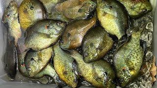 2 HOURS of BIG BLUEGILL and REDEAR SHELLCRACKER Catch amp Cooks  AMAZING PANFISHING [upl. by Eizzik]