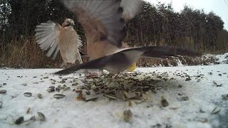 jays  action in slow motion  Eichelhäher in Zeitlupe [upl. by Wyatan]