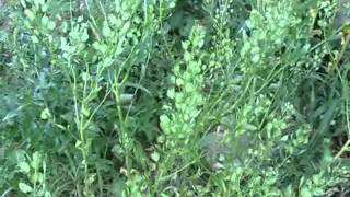 Harvesting Pennycress for Mustard Plasters [upl. by Adok]