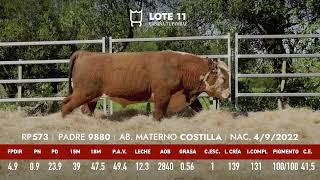 Lote 11 Toro astado PI RP 573 [upl. by Nahtan404]