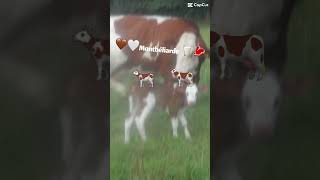 ❤️❤️Montbéliarde 🤎🤍🥛🥩🐄🇫🇷 vache montbéliarde veau élevage bovine agriculture animaux bio [upl. by Albers355]