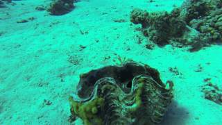 Coral beach natural reserve  Eilat [upl. by Cohl84]