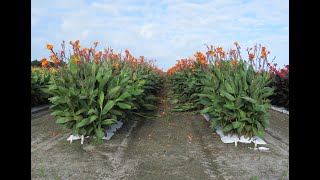 Canna Lily Farm Tour [upl. by Notelrac360]