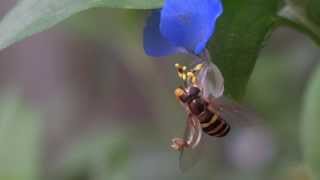 Hoverfly and Aphids a fleeing aphid alerts another [upl. by Kemme]