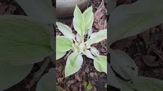 White Feather Hosta gardenflower [upl. by Mailli]