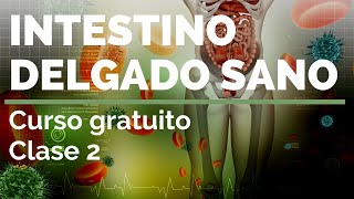 INTESTINO DELGADO SANO ¡Curso gratuito Clase 2️⃣ [upl. by Sonaj244]