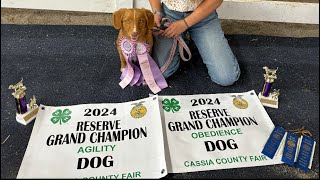 6 month Toller first dog show reserve grand champion in both agility amp obedience Our French Bebe [upl. by Cired]