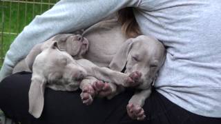 Weimaraner pups  6 weeks  07 [upl. by Mihsah]