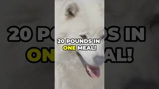 21 Mind Blowing Arctic Wolf Facts [upl. by Tavi804]