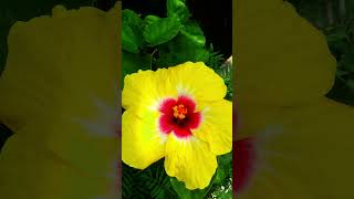 nature  China rose flower  garden vibe  birdsingingmusic  viral shorts  highlight [upl. by Leamhsi102]