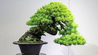 The 97th Kokufu Bonsai Show 2023 Part 2 Tokyo 🇯🇵 [upl. by Chadd939]