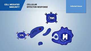 Cellmediated immunity [upl. by Nevak870]