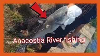 Anacostia River 2023 fishing [upl. by Apurk]