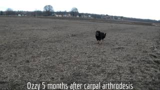 Our dog Ozzy process of recovery after carpal arthrodesis [upl. by Danit]