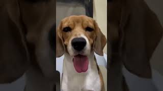 Beagle Dog Burn Book 🤣 beagles beagleslover doglovers [upl. by Anawahs]