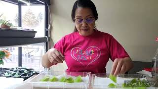 LETS PROPAGATE LEAF OF PINGUICULABUTTERWORT CARNIVOROUS PLANT  ZENith BEE [upl. by Lois]