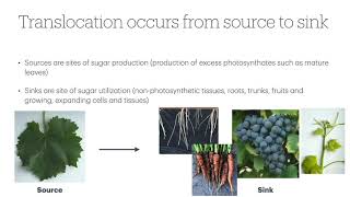 Plant Physiology L6 Sugar Transport through the Phloem [upl. by Gideon604]