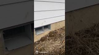 Should You Close Your Crawlspace Vents [upl. by Arihaj]