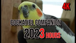 4K Cockatiel Companion 3 Hours of Birds for your Cockatiel [upl. by Cedell]