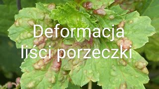 Deformacja liści porzeczki [upl. by Dahsra]