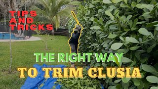 Properly Cut Clusia Hedge Tips amp Tricks For Beginners [upl. by Ennovoj220]