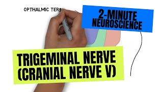 2Minute Neuroscience Trigeminal Nerve Cranial Nerve V [upl. by Zedekiah]